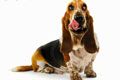 Питомник собак Американская Акита Red Key - иконка «для собак» в Отрадном